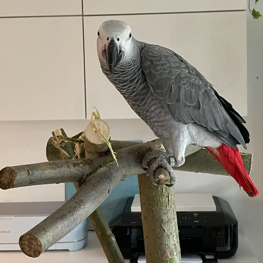 1 Year old Congo African grey male parrot