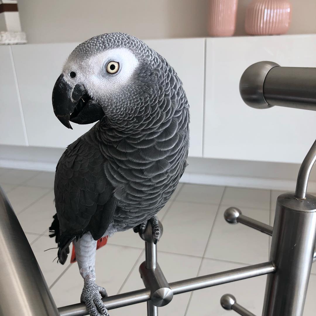1 year old female African grey parrot