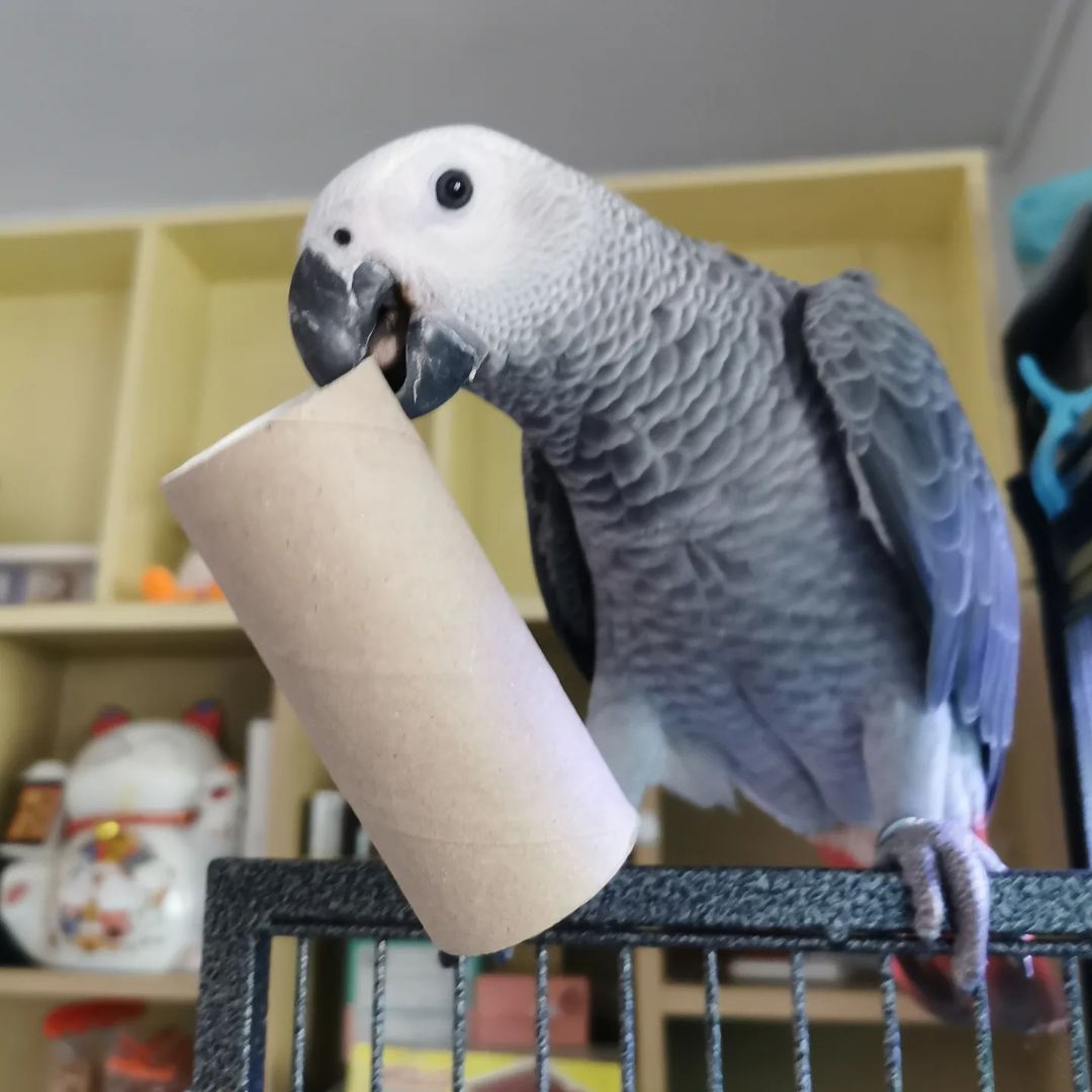 7 Months old female African grey parrot for sale