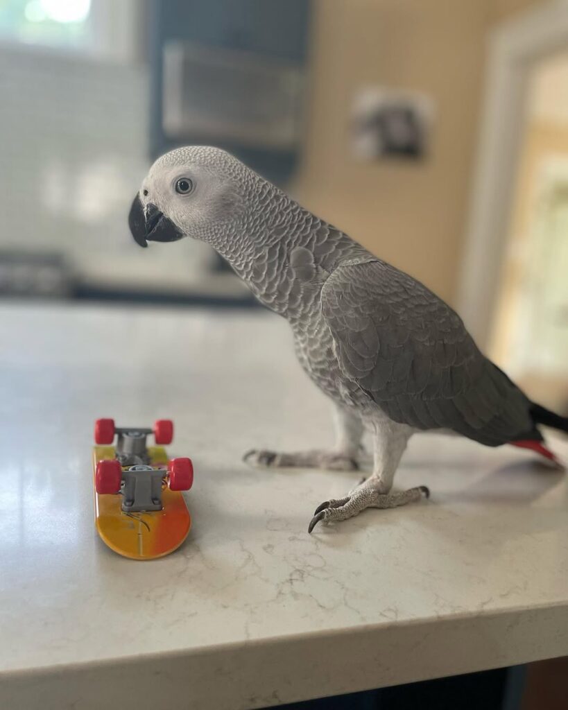 African grey parrot for sale