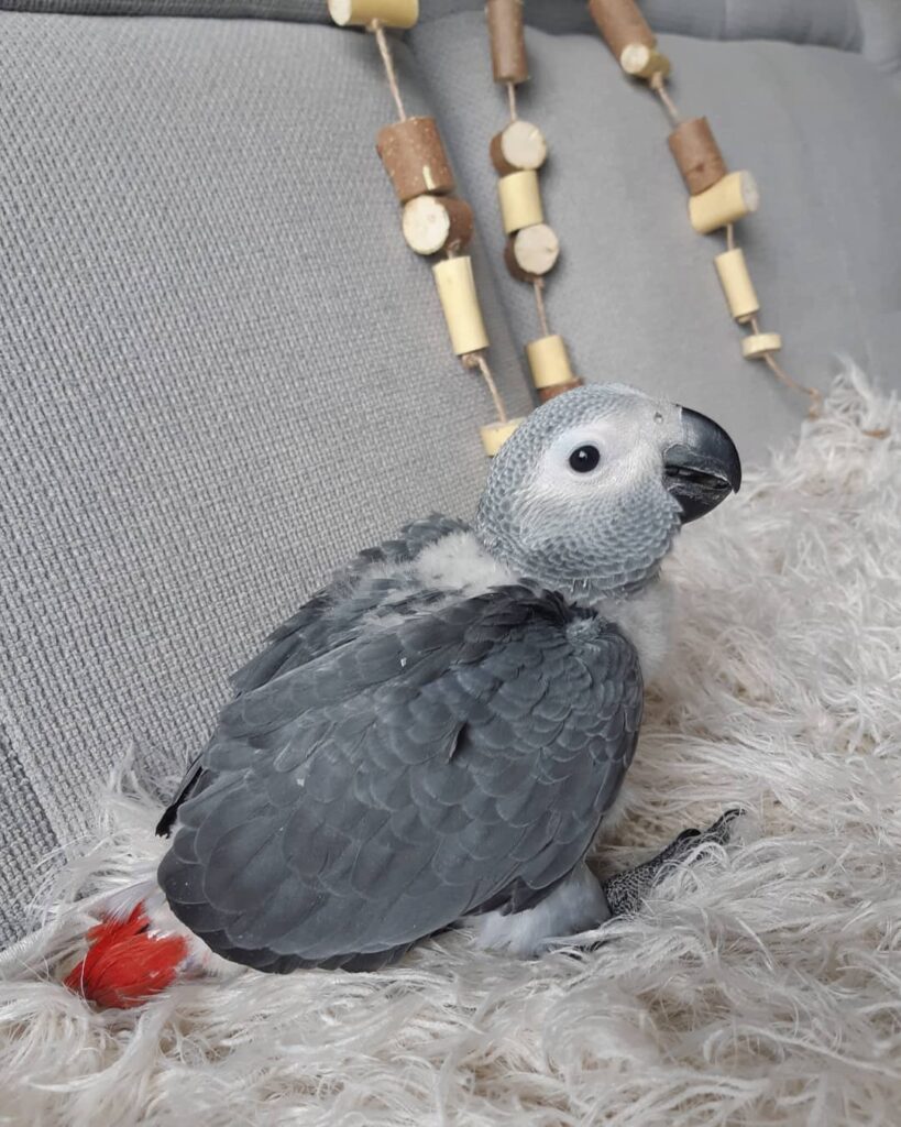 3 months old Congo African grey parrot