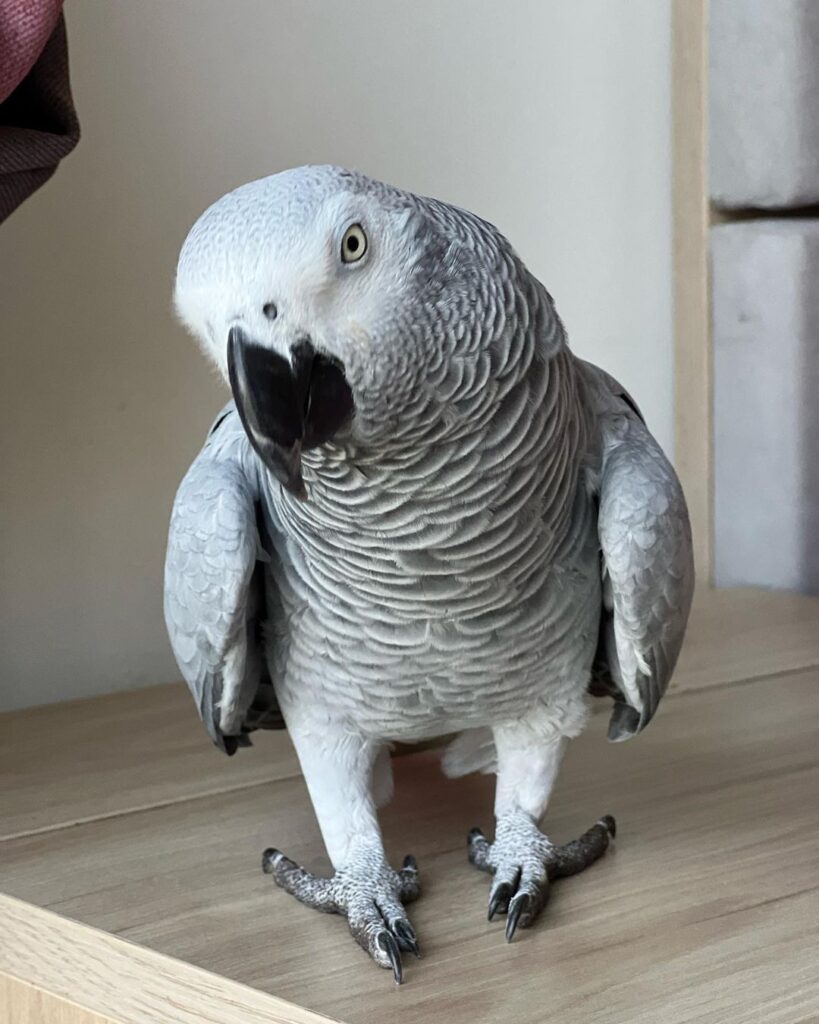 2 Years old African grey parrot