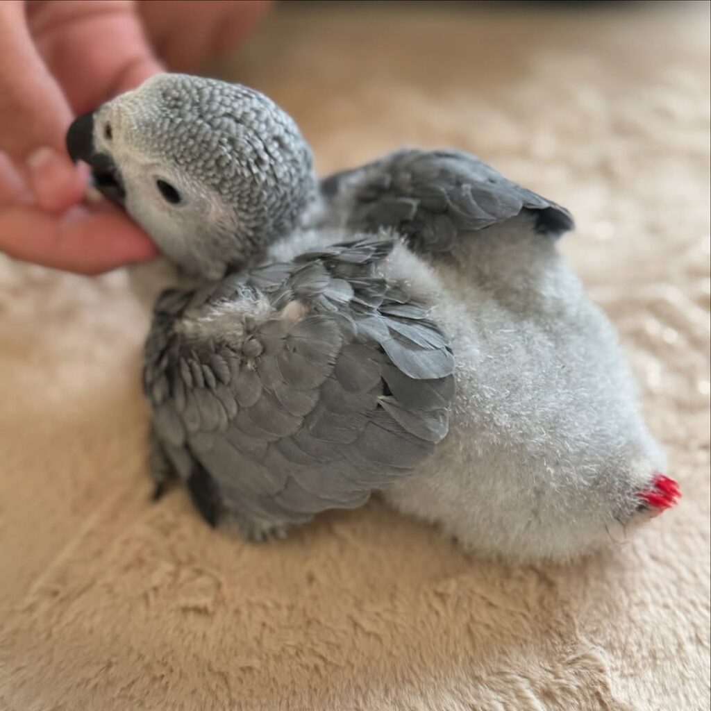 1 months old African Grey Parrot
