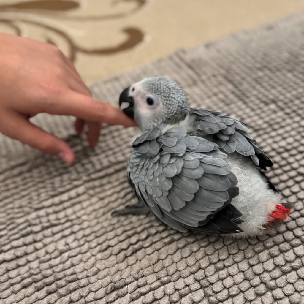 2 months old African Grey Parrot